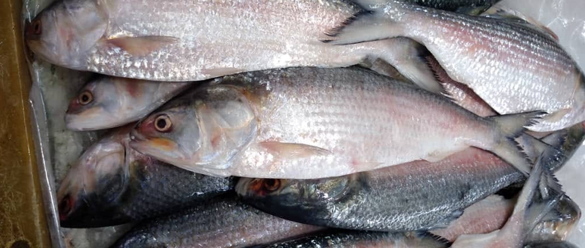 Hilsha Fish (ইলিশ মাছ) - Image 2