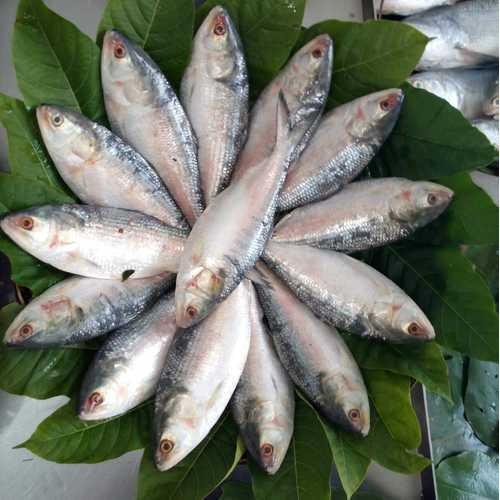Hilsha Fish (ইলিশ মাছ) - Image 4