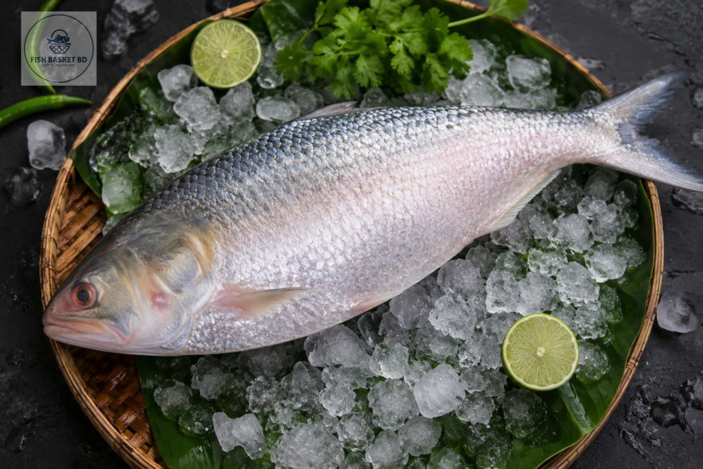 Hilsha-Fish