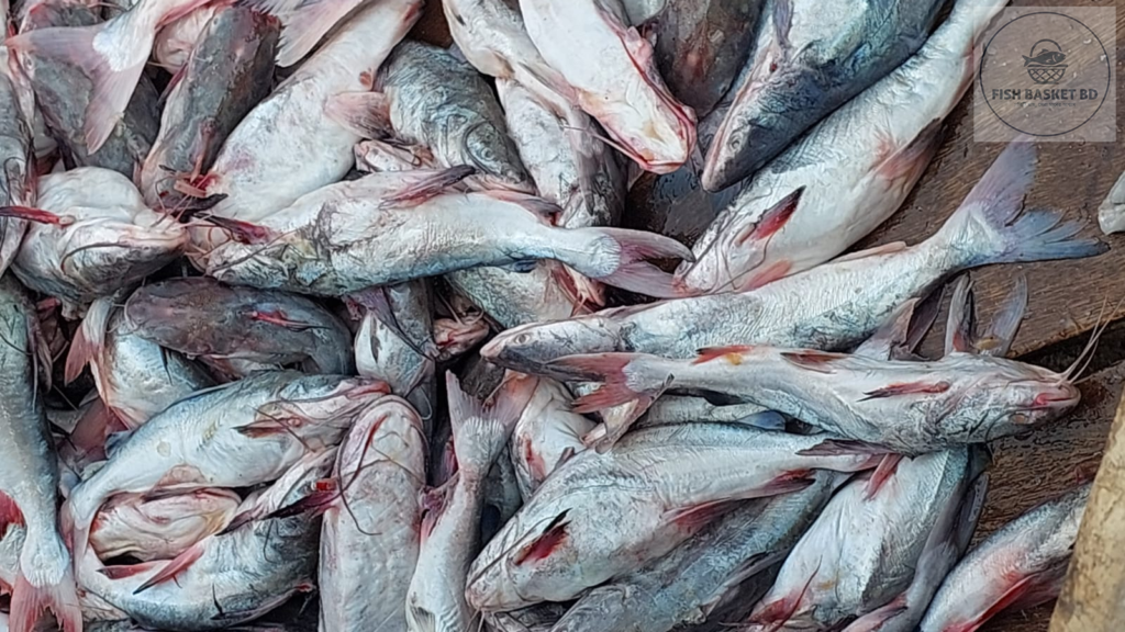 তাজা পাঙাশ মাছ | Fresh Pangash Fish