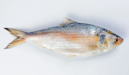 Hilsha Fish (ইলিশ মাছ)