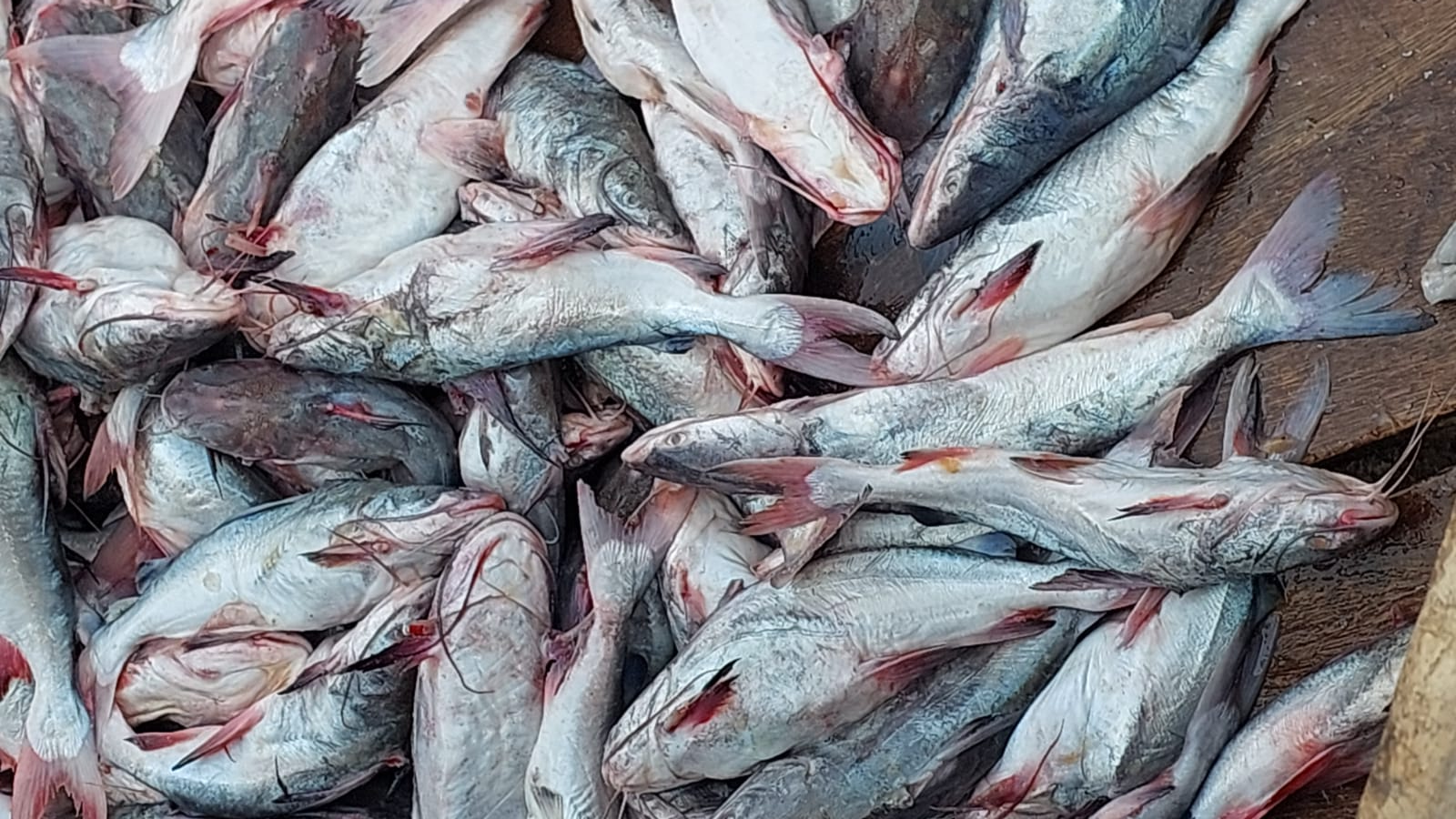 Pangash Fish (পাঙ্গাশ মাছ) - Image 2
