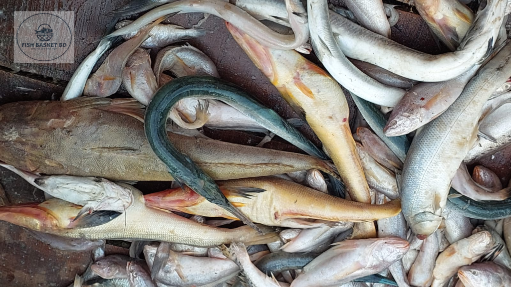 তাজা পোয়া মাছ – Fresh Poa Fish
