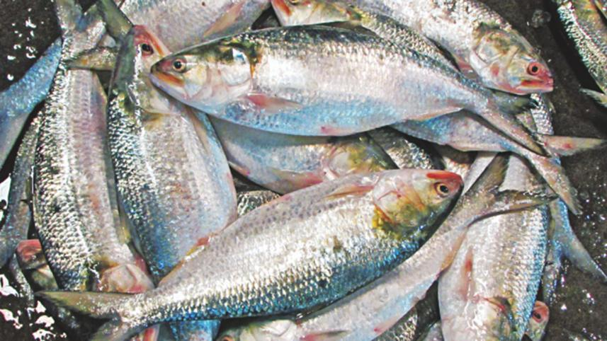 Hilsha Fish (ইলিশ মাছ) - Image 3