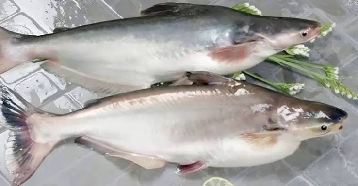 Pangash Fish (পাঙ্গাশ মাছ) - Image 3