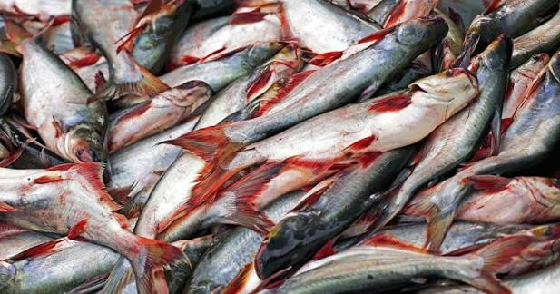 Pangash Fish (পাঙ্গাশ মাছ) - Image 4