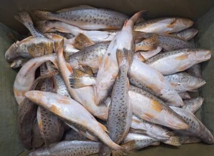 Poa Fish