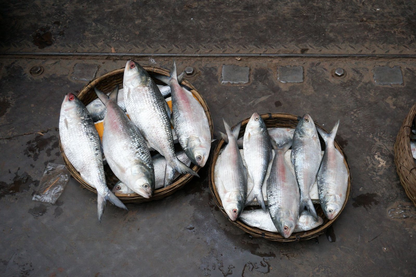 fish on plates