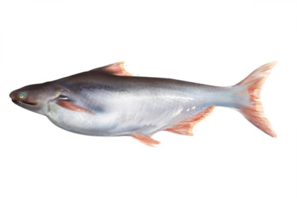 Pangash Fish (পাঙ্গাশ মাছ)